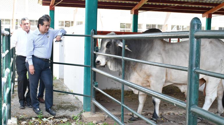 Empresa ganadera dona semental reproductor de registro a la UJAT