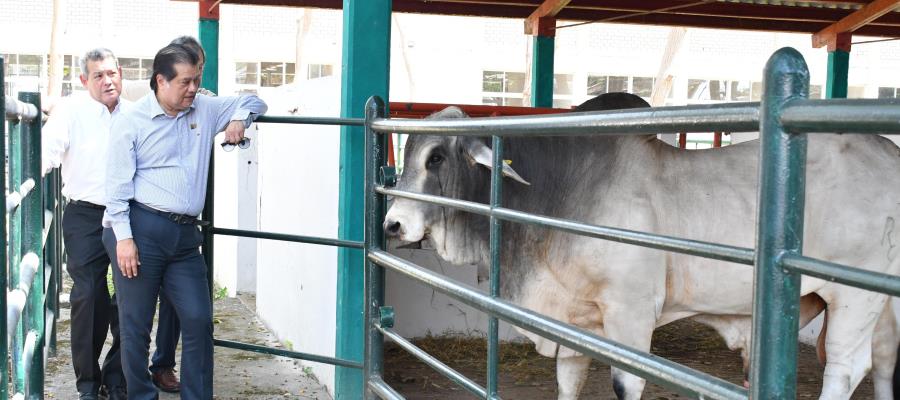 Empresa ganadera dona semental reproductor de registro a la UJAT