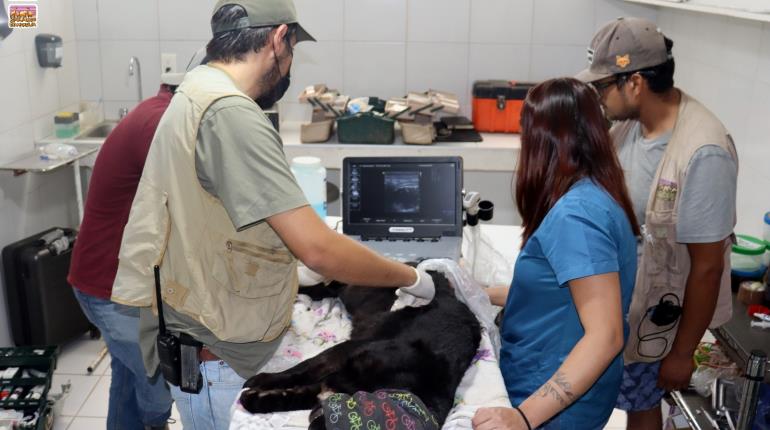 Muere jaguar de zoológico de Morelia por contacto con agua contaminada