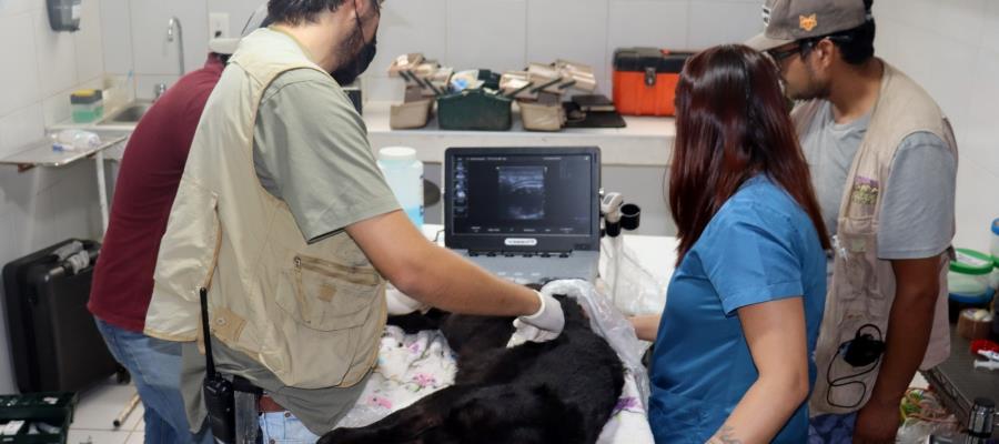 Muere jaguar de zoológico de Morelia por contacto con agua contaminada