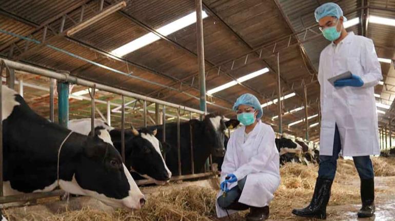 En EE.UU. detectan virus de gripe aviar en leche de vaca