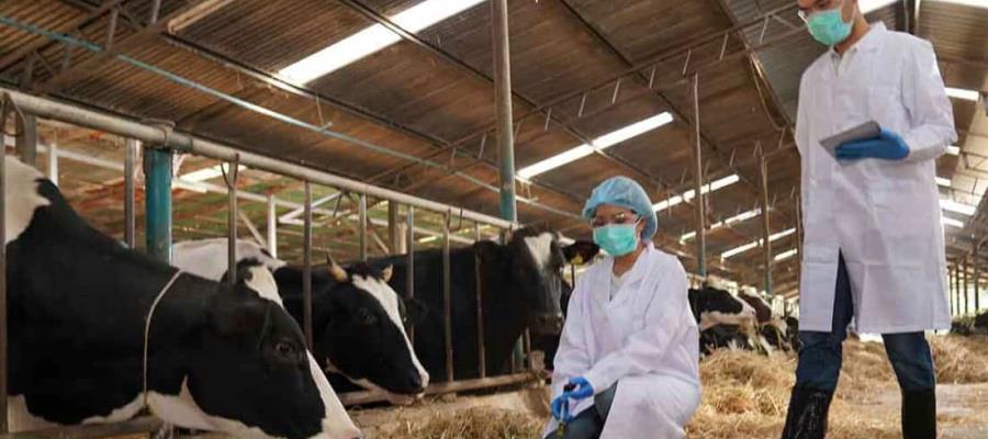 En EE.UU. detectan virus de gripe aviar en leche de vaca