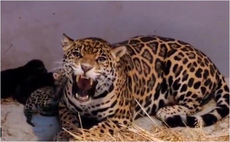 Nacen 3 cachorros de jaguar en Zoológico de Chapultepec