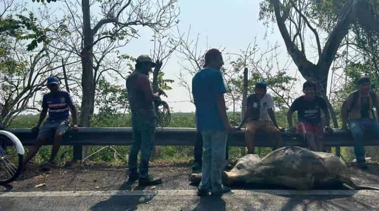 Rapiñan y destazan reses de tráiler  incendiado en la Villahermosa-Frontera