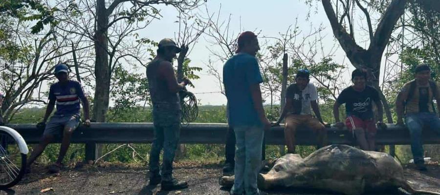 Rapiñan y destazan reses de tráiler  incendiado en la Villahermosa-Frontera