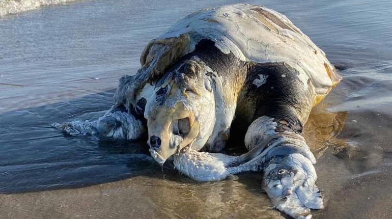 Organismo internacional acusa a México por omisiones que habrían provocado muerte de tortugas caguama