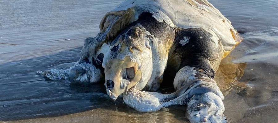 Organismo internacional acusa a México por omisiones que habrían provocado muerte de tortugas caguama