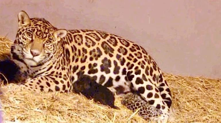 Nacen 3 cachorros de jaguar en Chapultepec, en CDMX