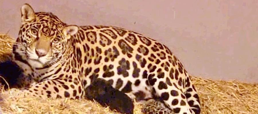 Nacen 3 cachorros de jaguar en Chapultepec, en CDMX