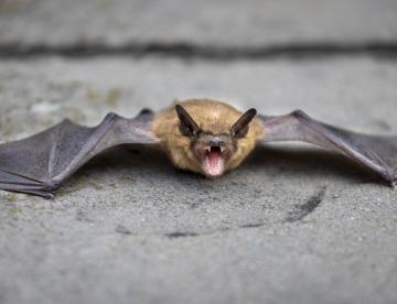 Menor es mordido por murciélagos con rabia y muere en Michoacán