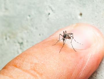Clasifican como zona de epidemia por dengue a 2 municipios de Michoacán