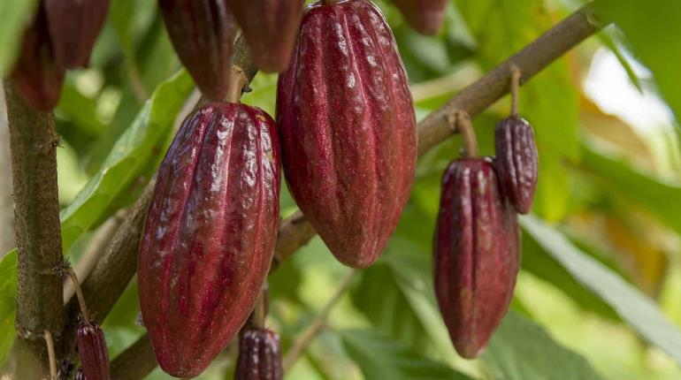 Diputados avalan en Comisión declarar al cacao como Patrimonio Cultural Inmaterial de Tabasco