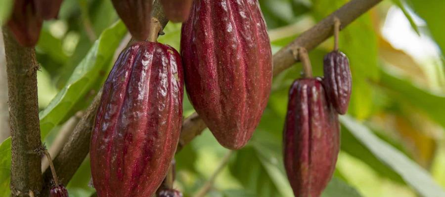 Diputados avalan en Comisión declarar al cacao como Patrimonio Cultural Inmaterial de Tabasco