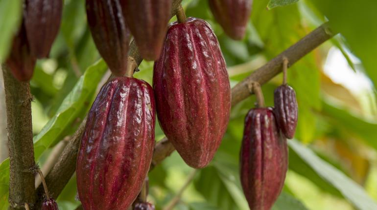 Busca Gobierno declarar al "Cacao" como Patrimonio Cultural Inmaterial de Tabasco