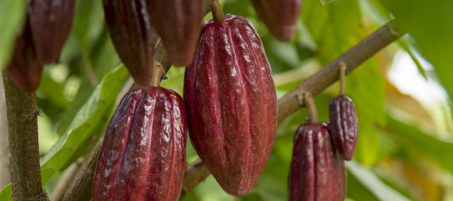 Busca Gobierno declarar al "Cacao" como Patrimonio Cultural Inmaterial de Tabasco