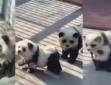 Zoológico en China implementa perritos como osos panda