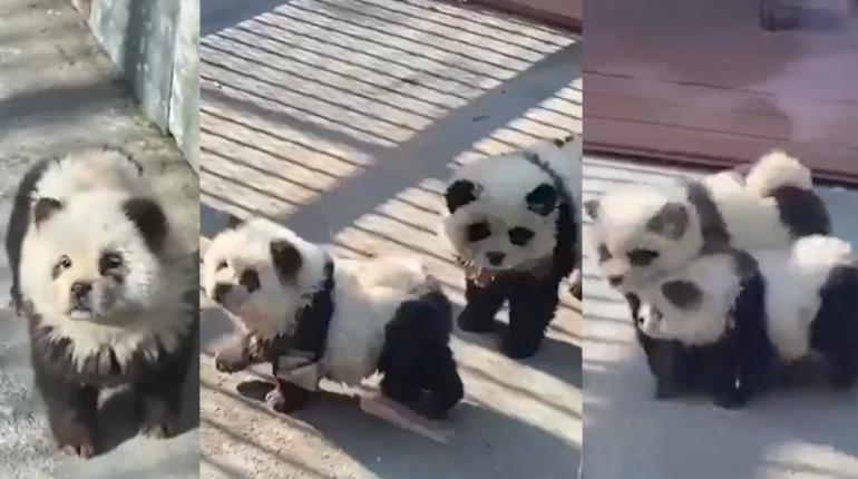 Zoológico en China implementa perritos como osos panda