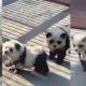 Zoológico en China implementa perritos como osos panda