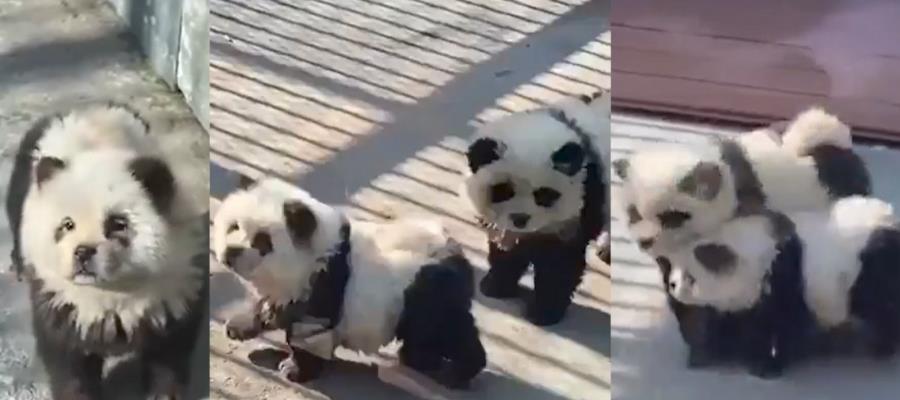 Zoológico en China implementa perritos como osos panda