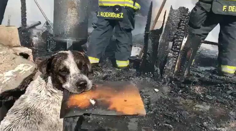 Perrito llora desconsoladamente al ver su casa convertida en cenizas en Jalisco