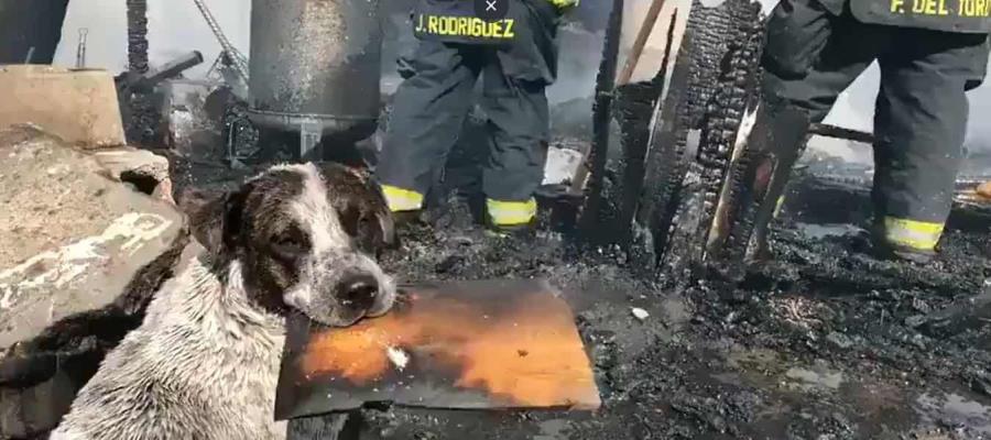 Perrito llora desconsoladamente al ver su casa convertida en cenizas en Jalisco