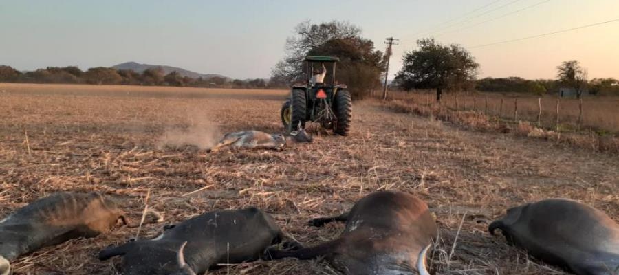 En Oaxaca, mueren 500 reses por ola de calor y sequía