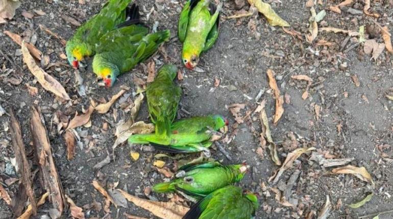 Reportan muertes de aves en SLP por altas temperaturas