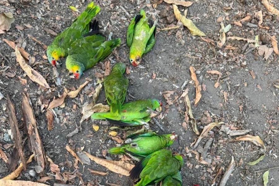 Reportan muertes de aves en SLP por altas temperaturas