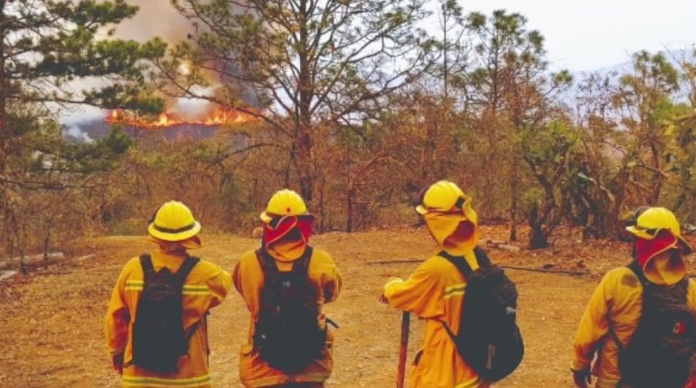 Incendio forestal afecta 590 hectáreas en la Sierra Gorda de Guanajuato