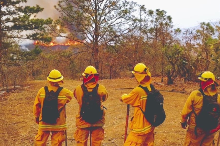 Incendio forestal afecta 590 hectáreas en la Sierra Gorda de Guanajuato