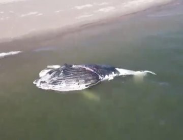 Hallan a ballena sin vida varada en Isla Macapule en Sinaloa
