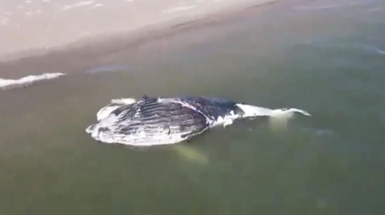 Hallan a ballena sin vida varada en Isla Macapule en Sinaloa