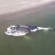 Hallan a ballena sin vida varada en Isla Macapule, en Sinaloa