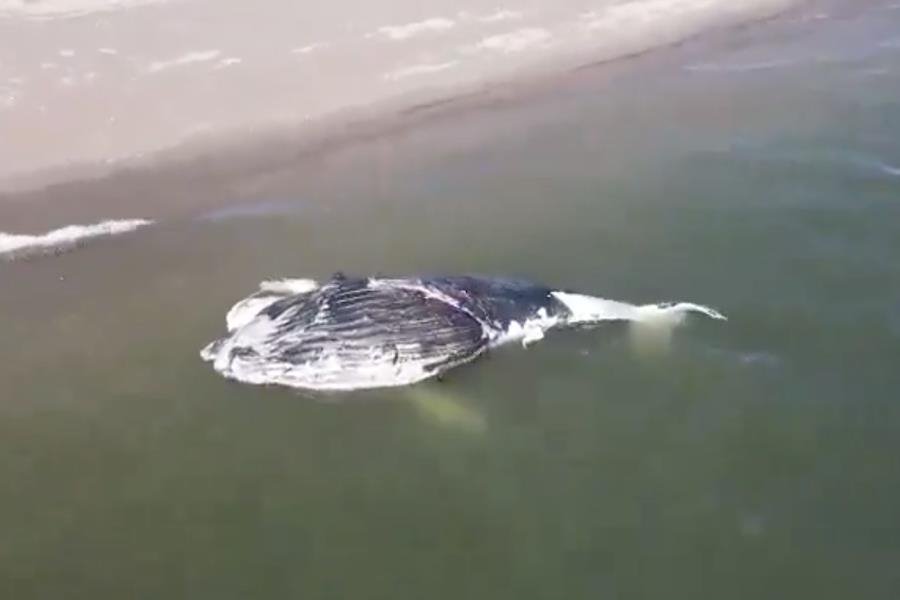 Hallan a ballena sin vida varada en Isla Macapule en Sinaloa