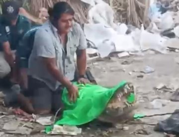 Graban a cocodrilo en calles de Progreso, Yucatán; luego lo capturan