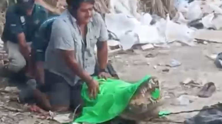 Graban a cocodrilo en calles de Progreso, Yucatán; luego lo capturan