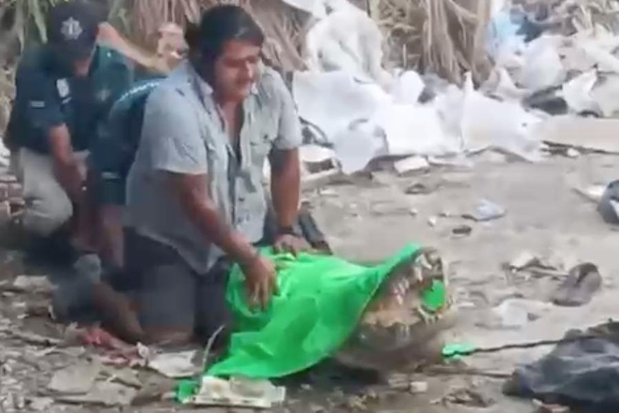 Graban a cocodrilo en calles de Progreso, Yucatán; luego lo capturan