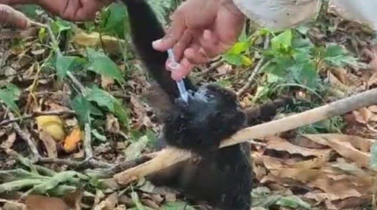 Altas temperaturas afectan salud de monos aulladores y aves en Comalcalco 