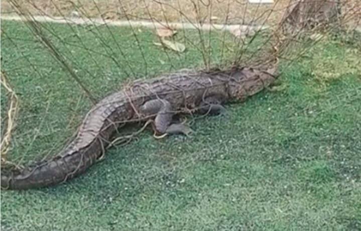 Avistan cocodrilo atrapado en cancha de futbol en la colonia Rovirosa