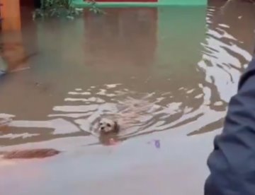Rescatan en Brasil a perrito que se encontraba atrapado en casa inundada