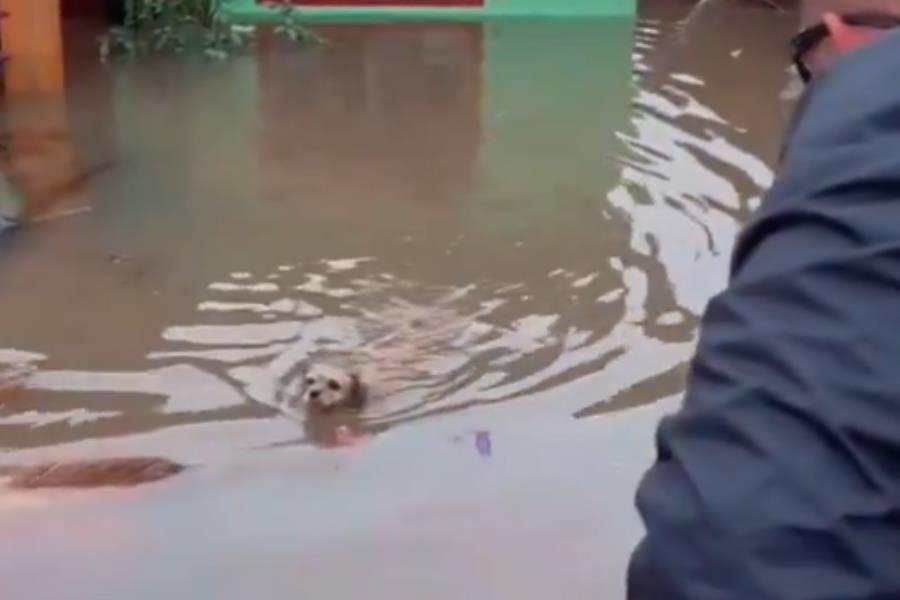 Rescatan en Brasil a perrito que se encontraba atrapado en casa inundada