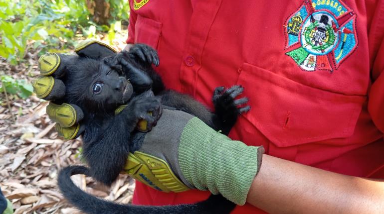 ¡Impacta calor a monos saraguatos! Mueren 7 en Jalpa