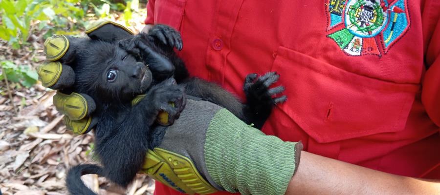 ¡Impacta calor a monos saraguatos! Mueren 7 en Jalpa