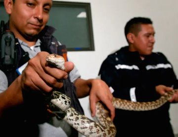Mujer de 60 años muere tras ser atacada por serpiente en Hidalgo