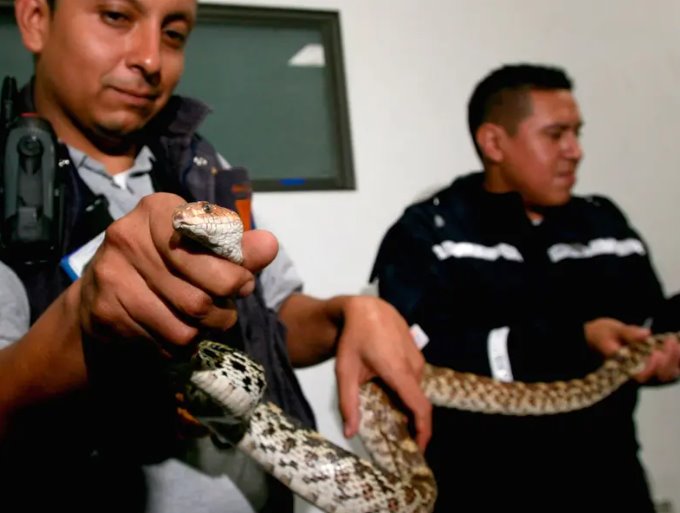 Mujer de 60 años muere tras ser atacada por serpiente en Hidalgo