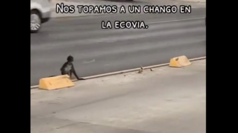 Captan a mono araña por calles de Monterrey