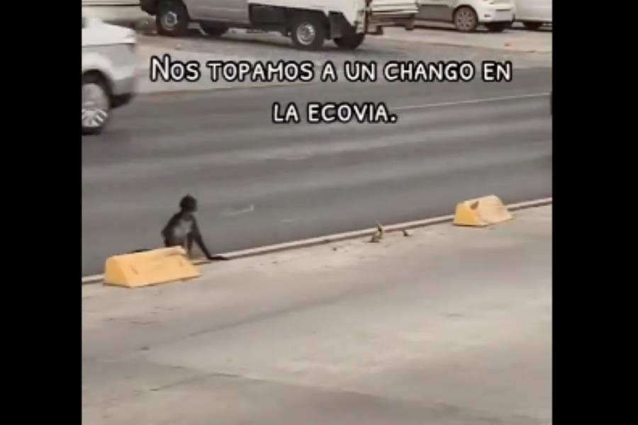 Captan a mono araña por calles de Monterrey