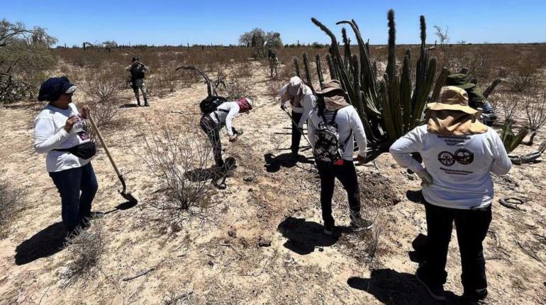 Colectivos de búsqueda hallan cuerpos de 21 personas en fosa clandestina en Guanajuato