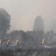 Incendios forestales en Campeche amenazan zonas de manglares