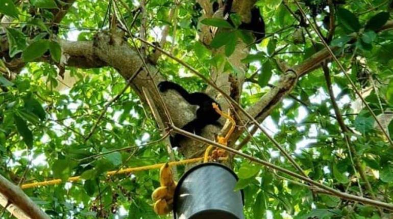 Atiende Gobierno del estado afectación a monos por ola de calor